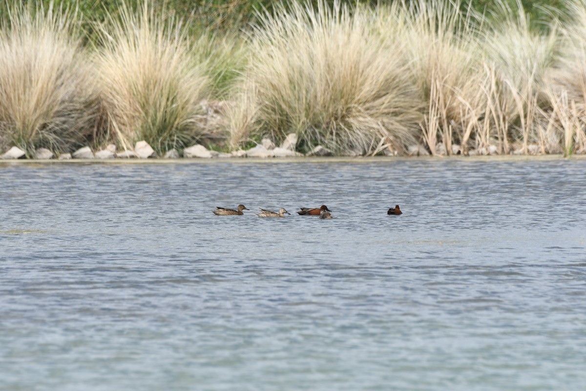 Cinnamon Teal - Janine McCabe