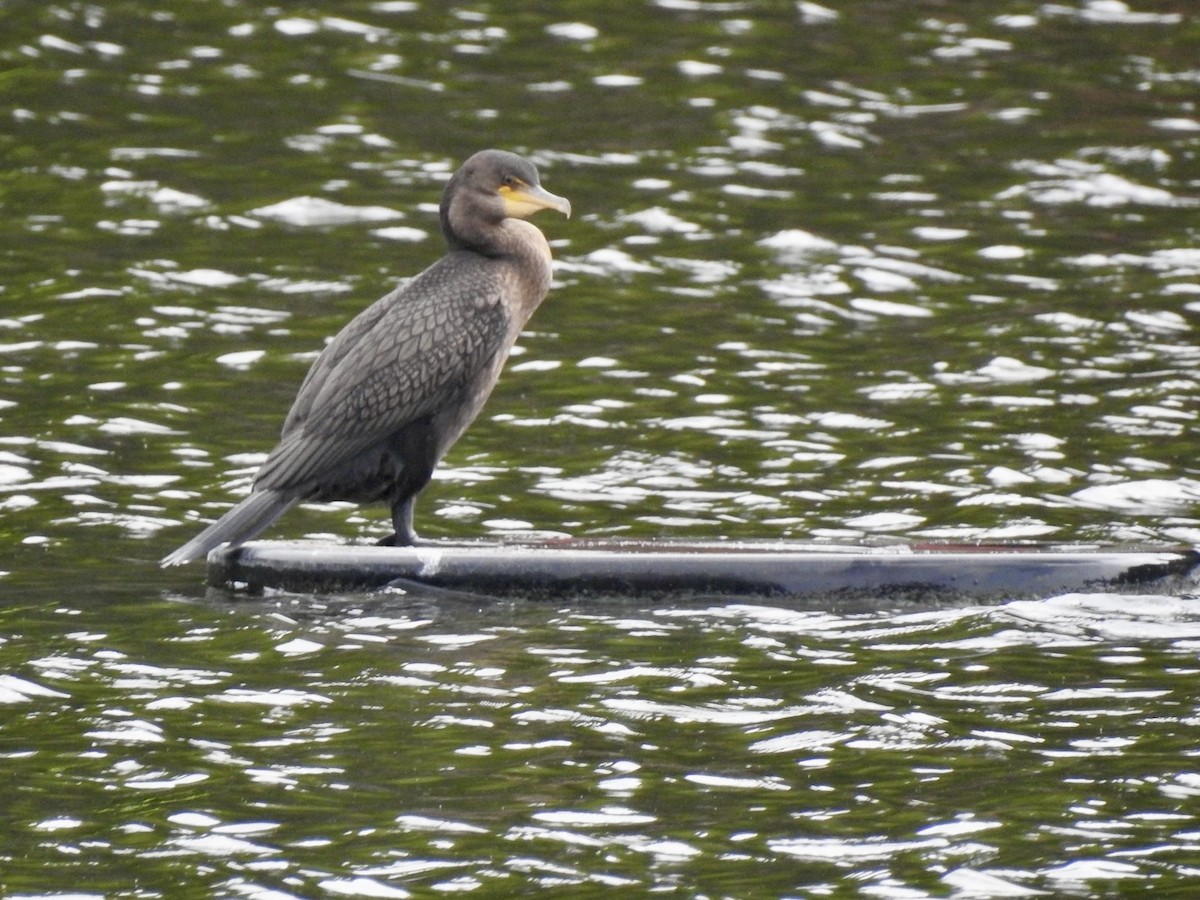 Double-crested Cormorant - Ariel Dunham