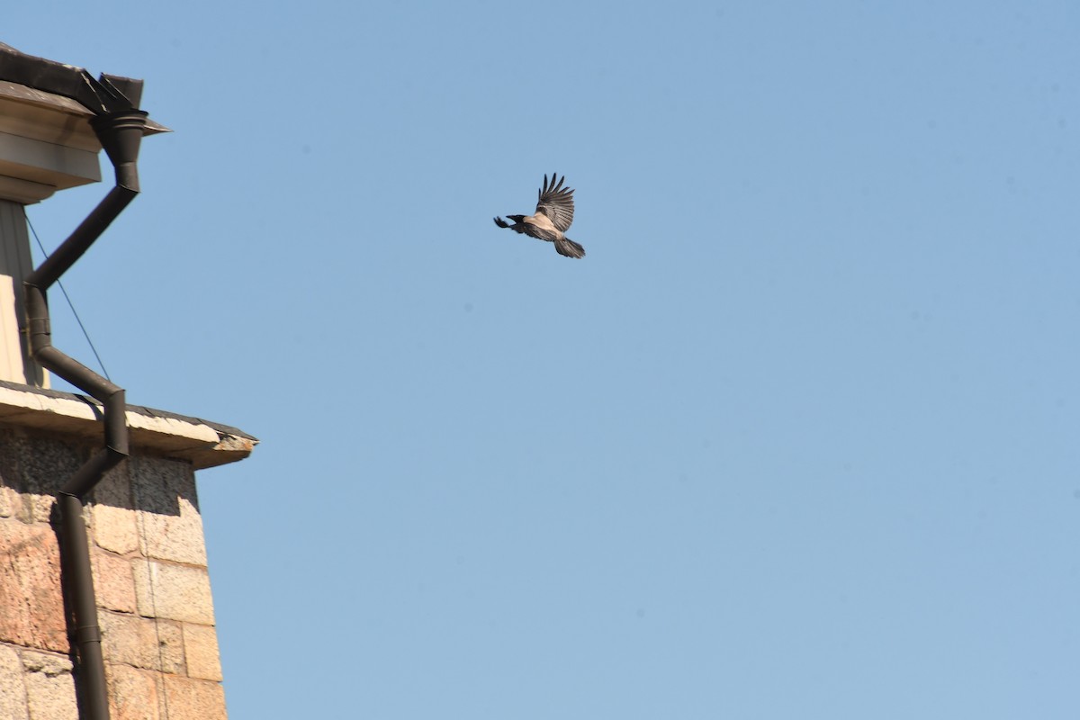 Hooded Crow - Sunanda Vinayachandran