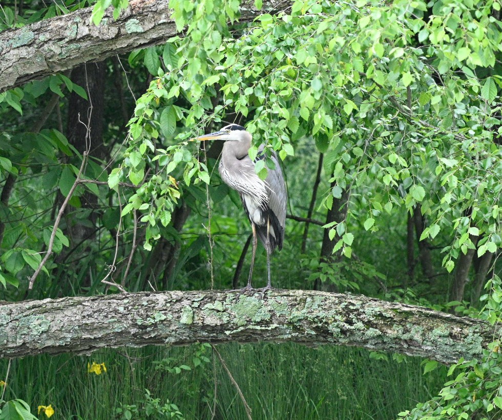 Great Blue Heron - Frank Wang