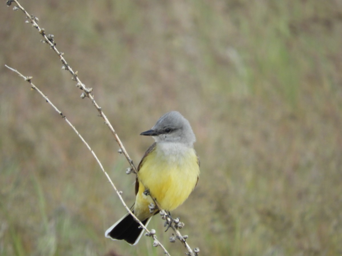 Western Kingbird - Thomas Bürgi