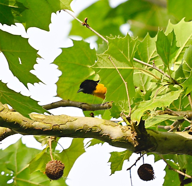 Baltimore Oriole - Frank Wang