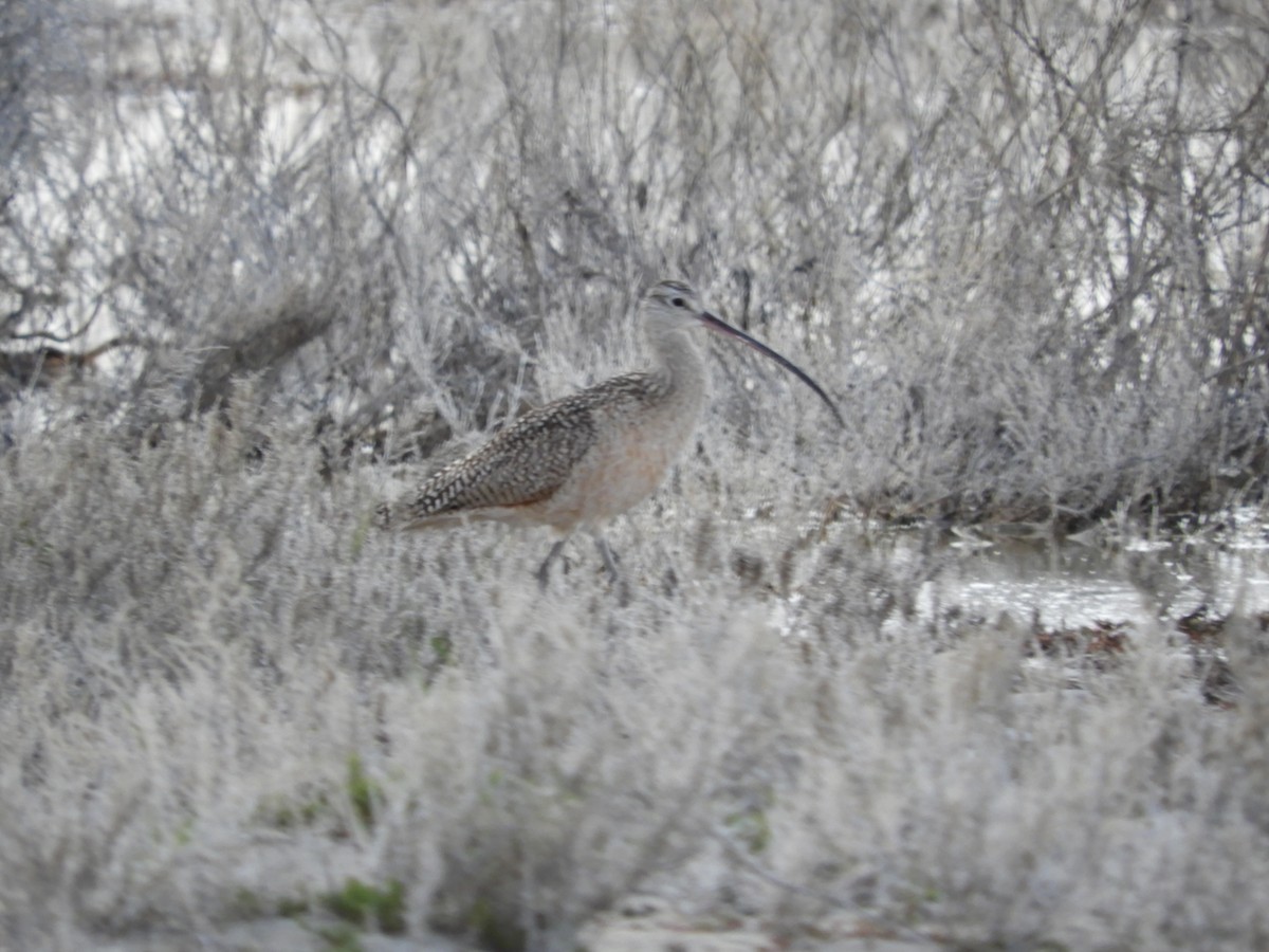 Long-billed Curlew - Thomas Bürgi