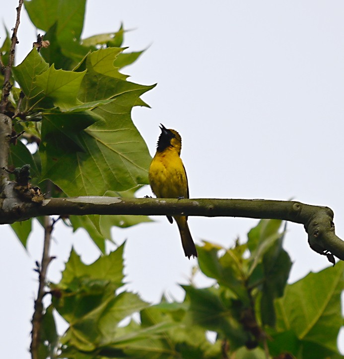 Orchard Oriole - Frank Wang