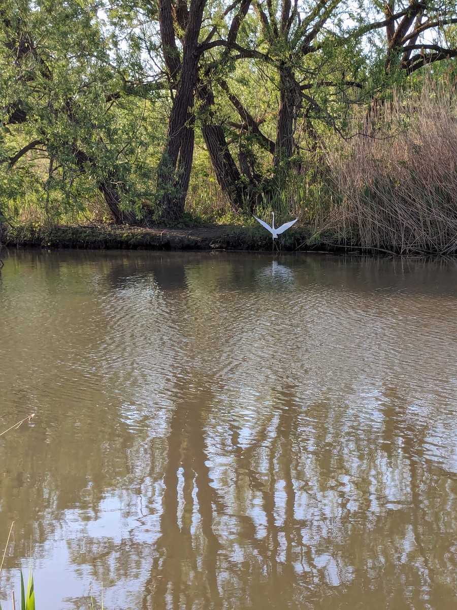 Great Egret - Raymond Belhumeur