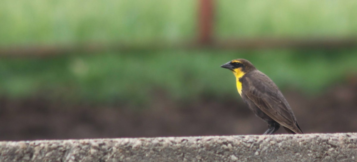 Yellow-headed Blackbird - Jarred B