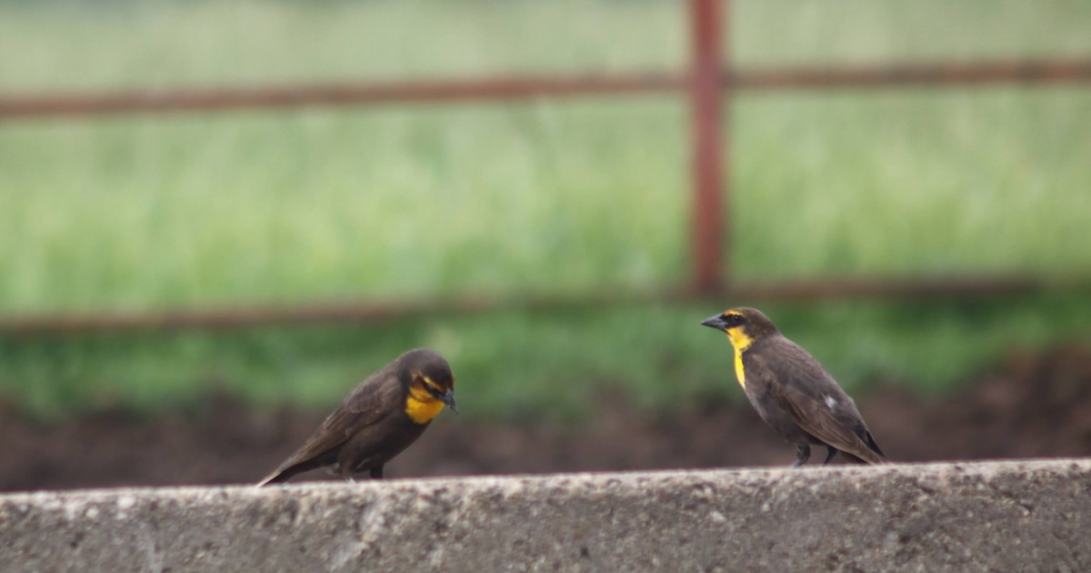 Yellow-headed Blackbird - Jarred B