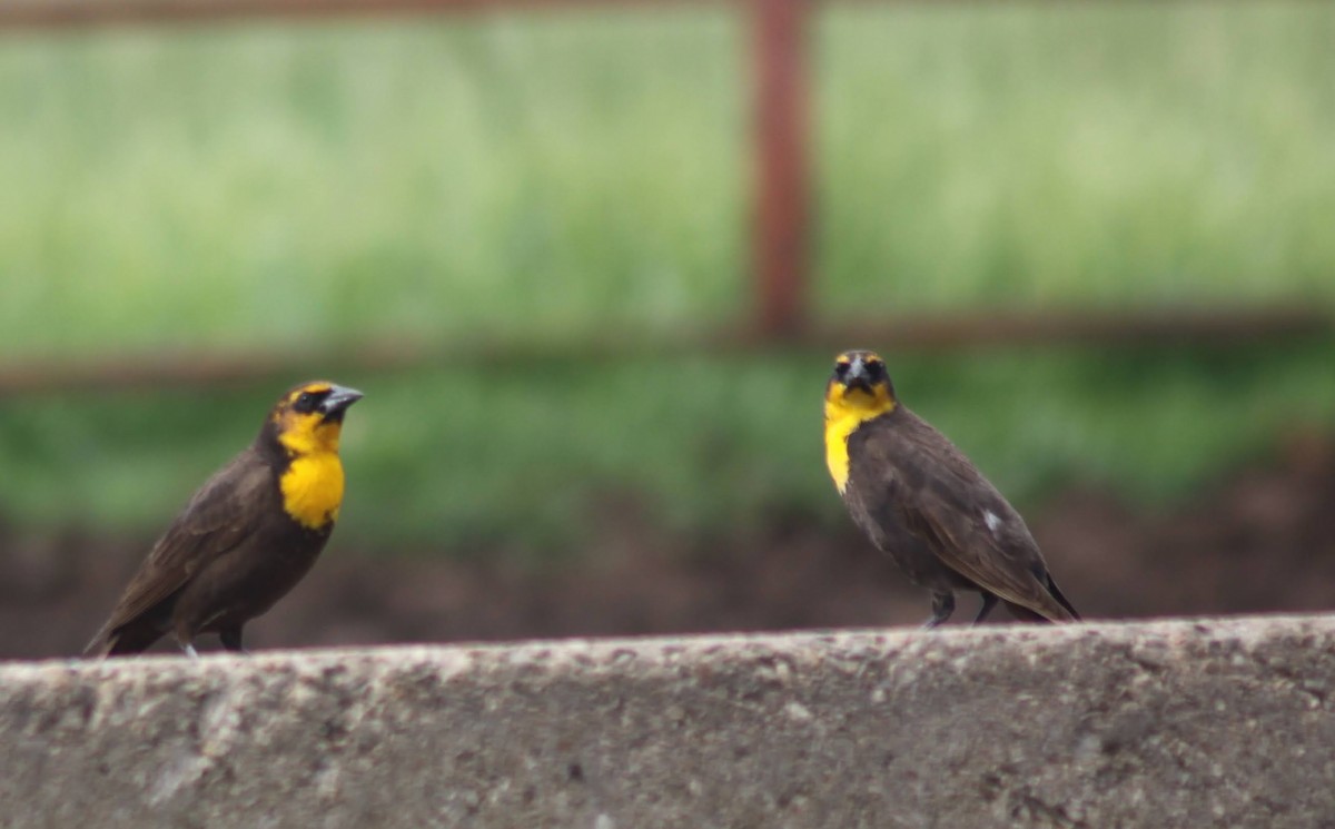 Yellow-headed Blackbird - Jarred B