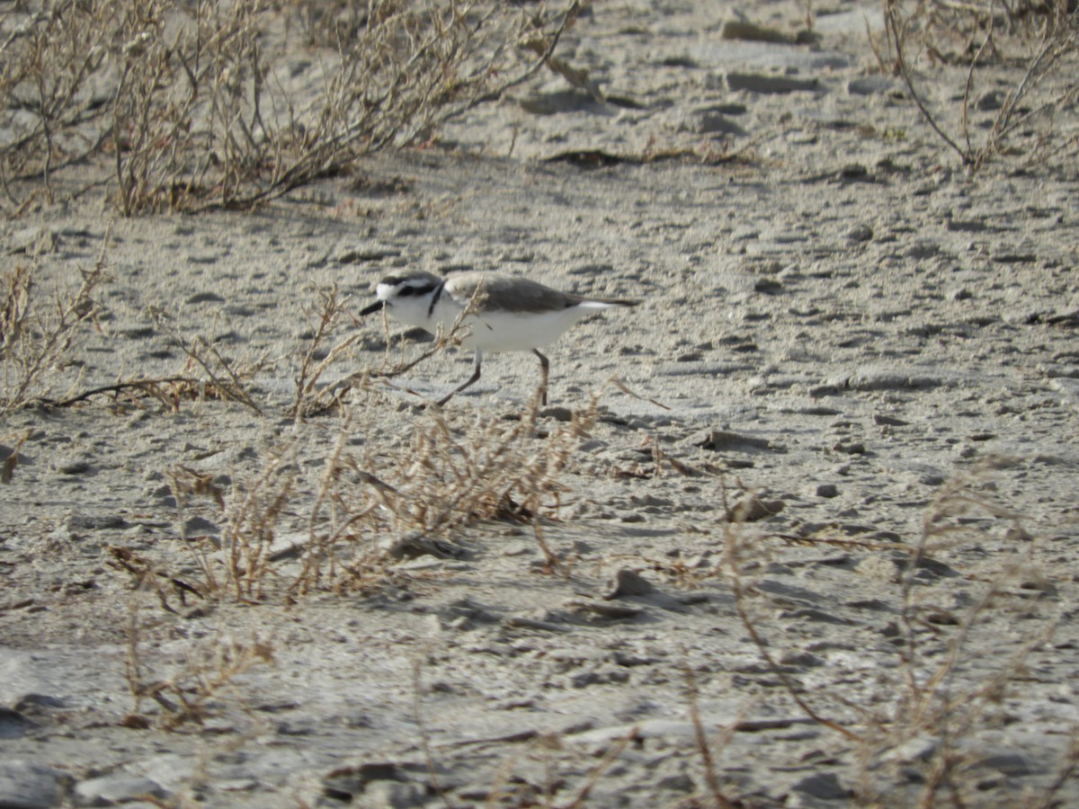 Snowy Plover - Thomas Bürgi