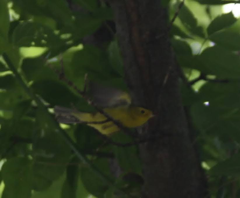 Wilson's Warbler - Jarred B