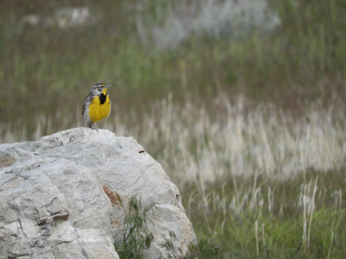 Western Meadowlark - Thomas Bürgi