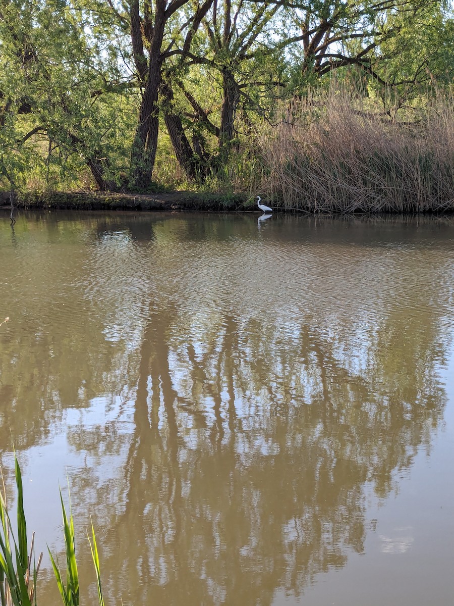 Great Egret - Raymond Belhumeur