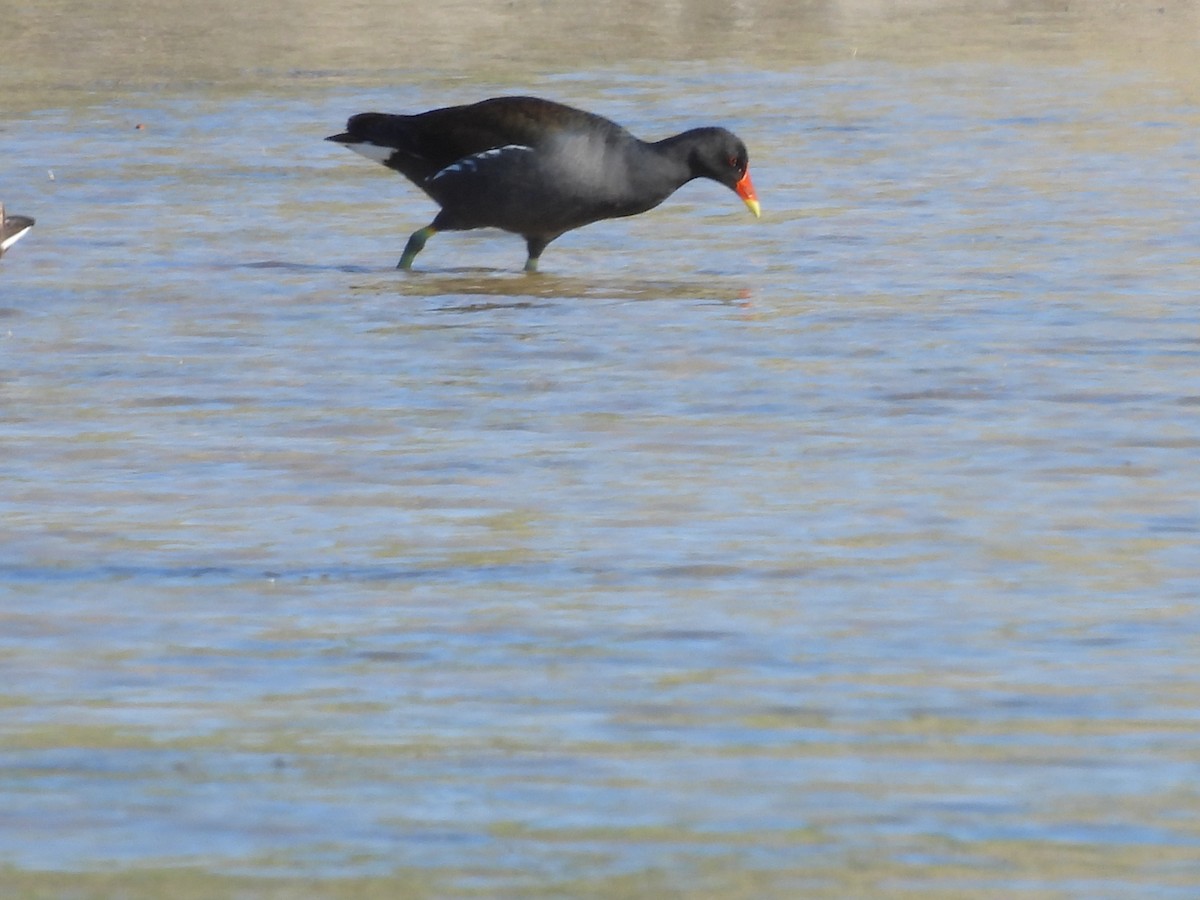 Eurasian Moorhen - George Watola