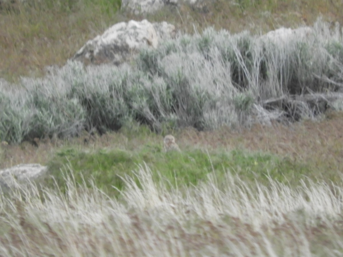 Burrowing Owl - Thomas Bürgi