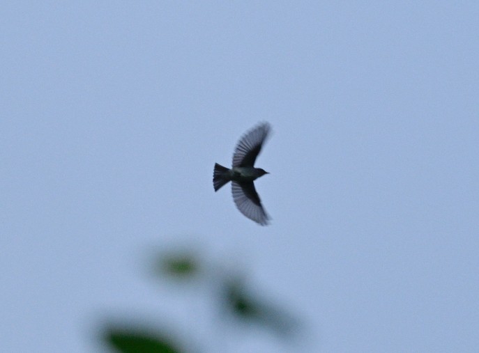 Eastern Wood-Pewee - Frank Wang