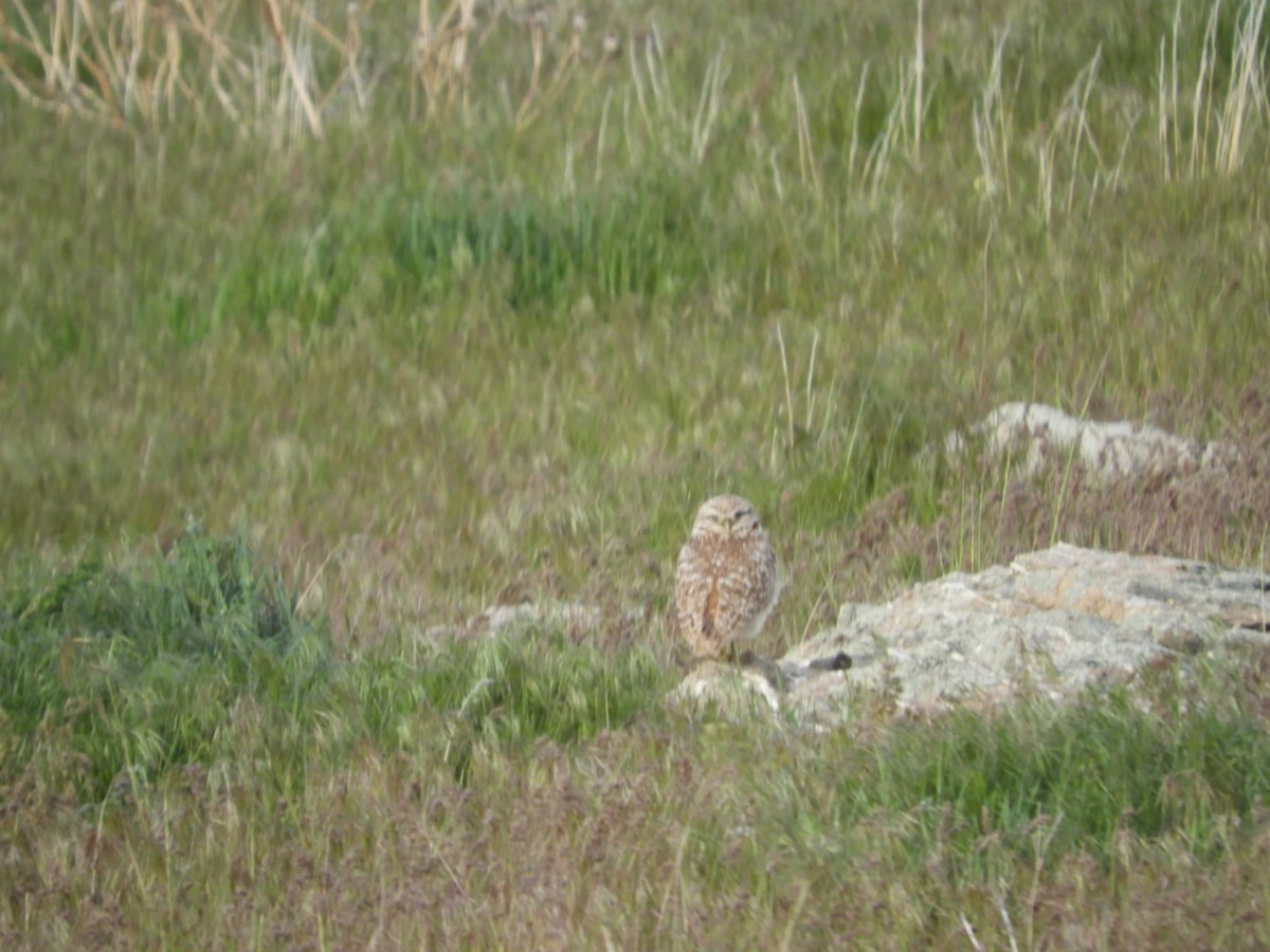 Burrowing Owl - Thomas Bürgi