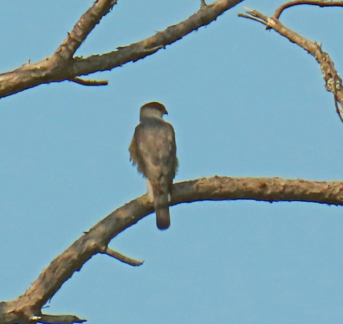 Cooper's Hawk - JoAnn Potter Riggle 🦤