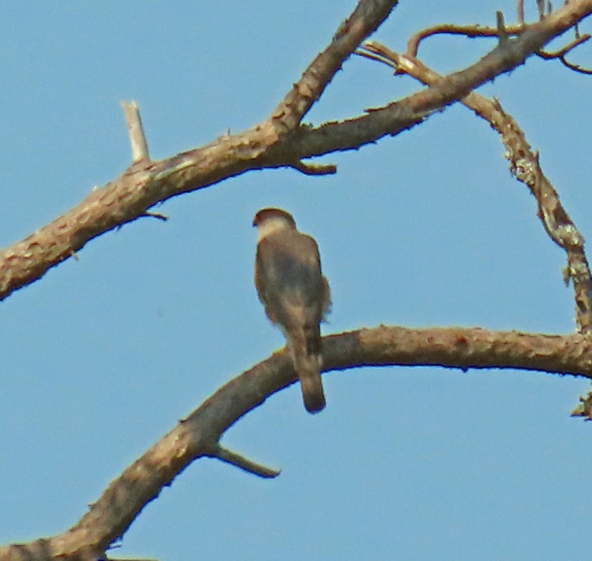 Cooper's Hawk - JoAnn Potter Riggle 🦤