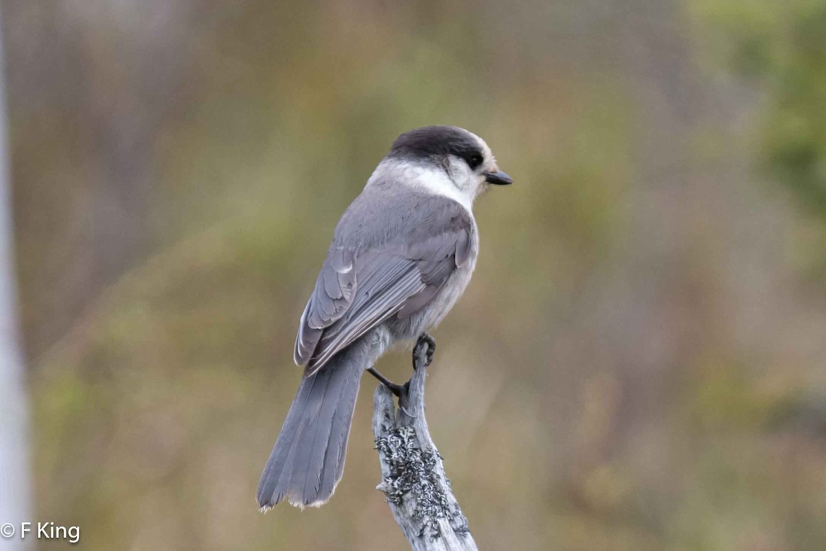 Canada Jay - Frank King