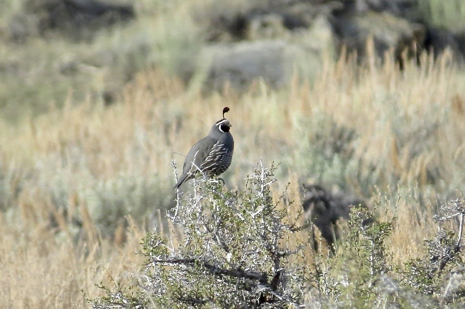 California Quail - Steve Mesick