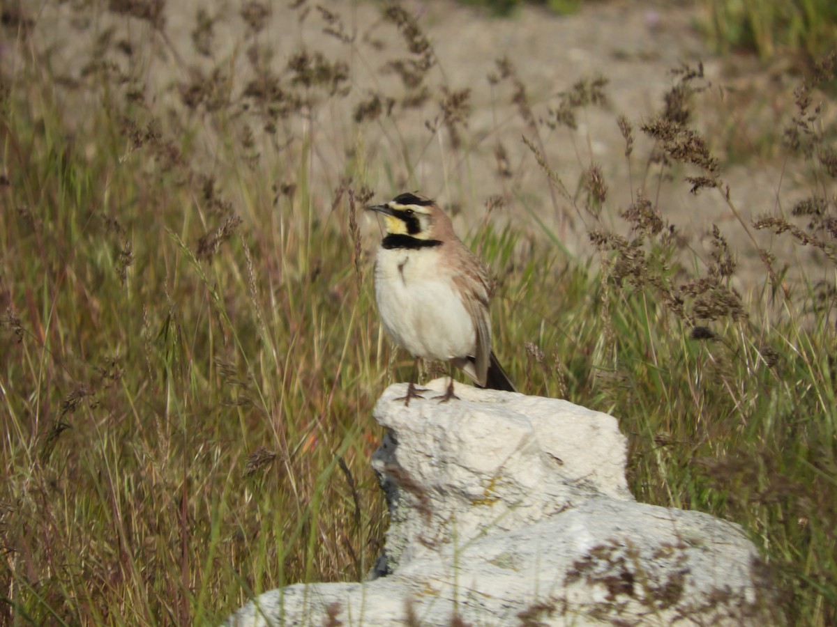 Horned Lark - Thomas Bürgi