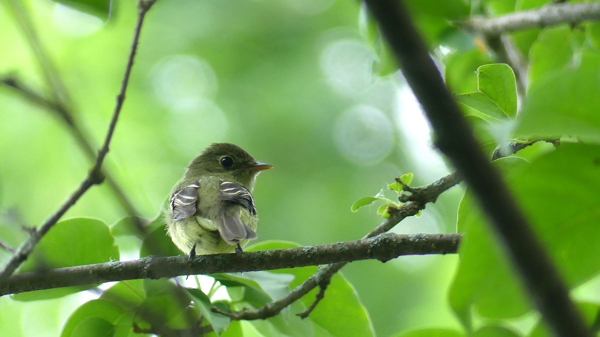 Yellow-bellied Flycatcher - Leslie Sours