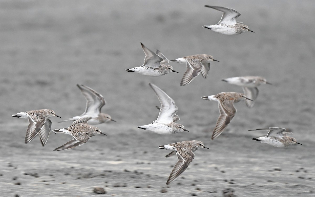 White-rumped Sandpiper - Christoph Moning