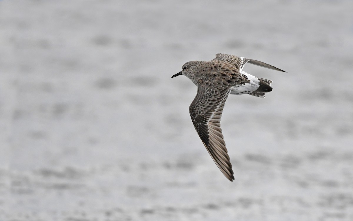 White-rumped Sandpiper - Christoph Moning