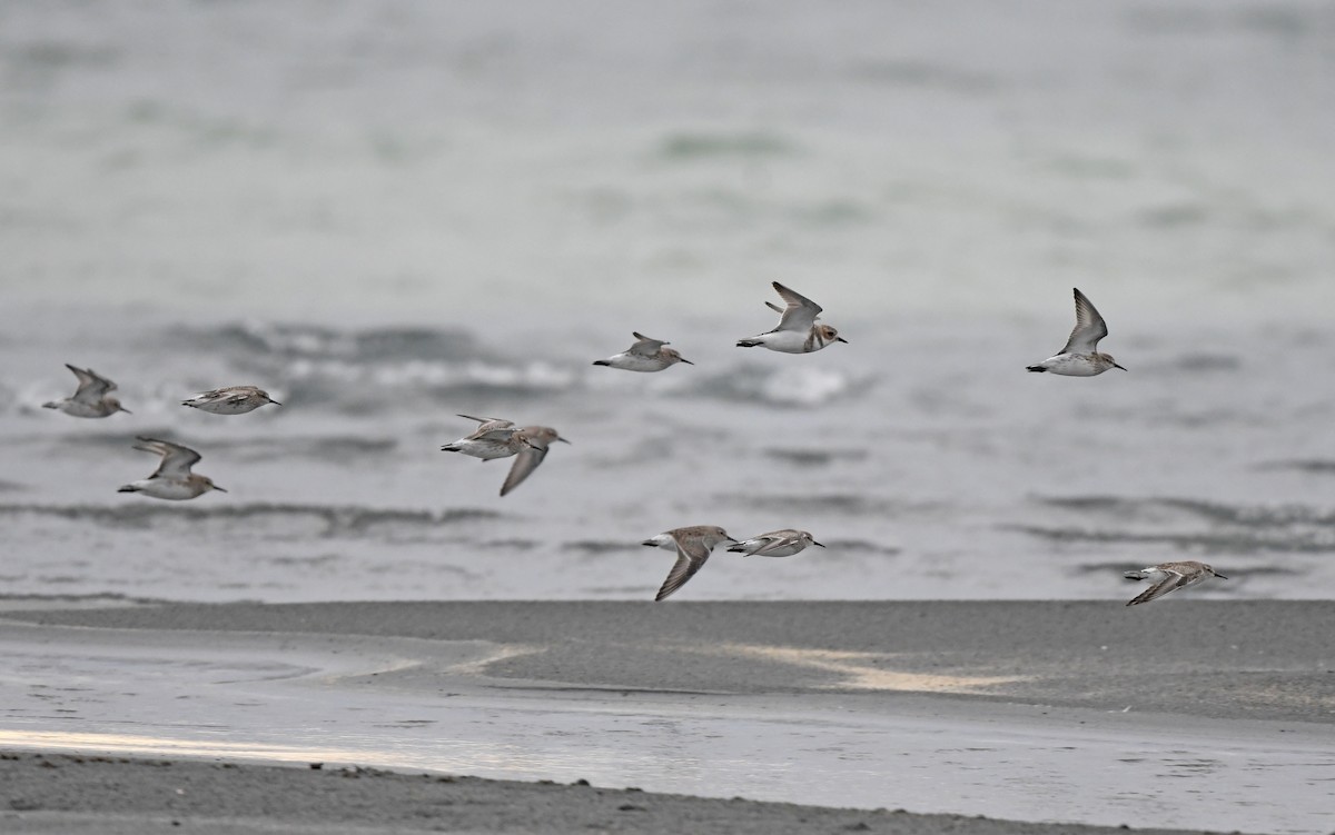 White-rumped Sandpiper - Christoph Moning