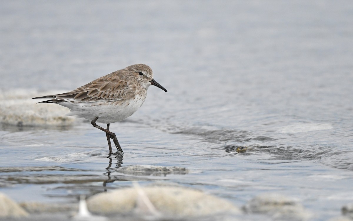 White-rumped Sandpiper - Christoph Moning