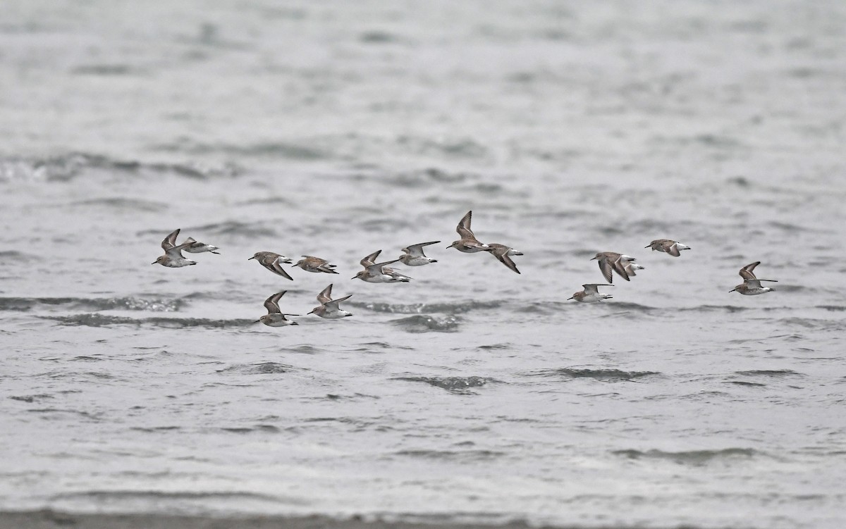 White-rumped Sandpiper - Christoph Moning