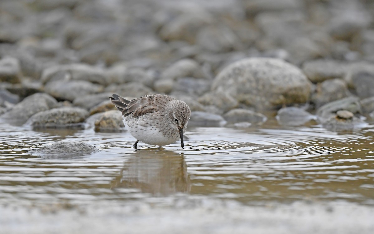 White-rumped Sandpiper - ML619524978