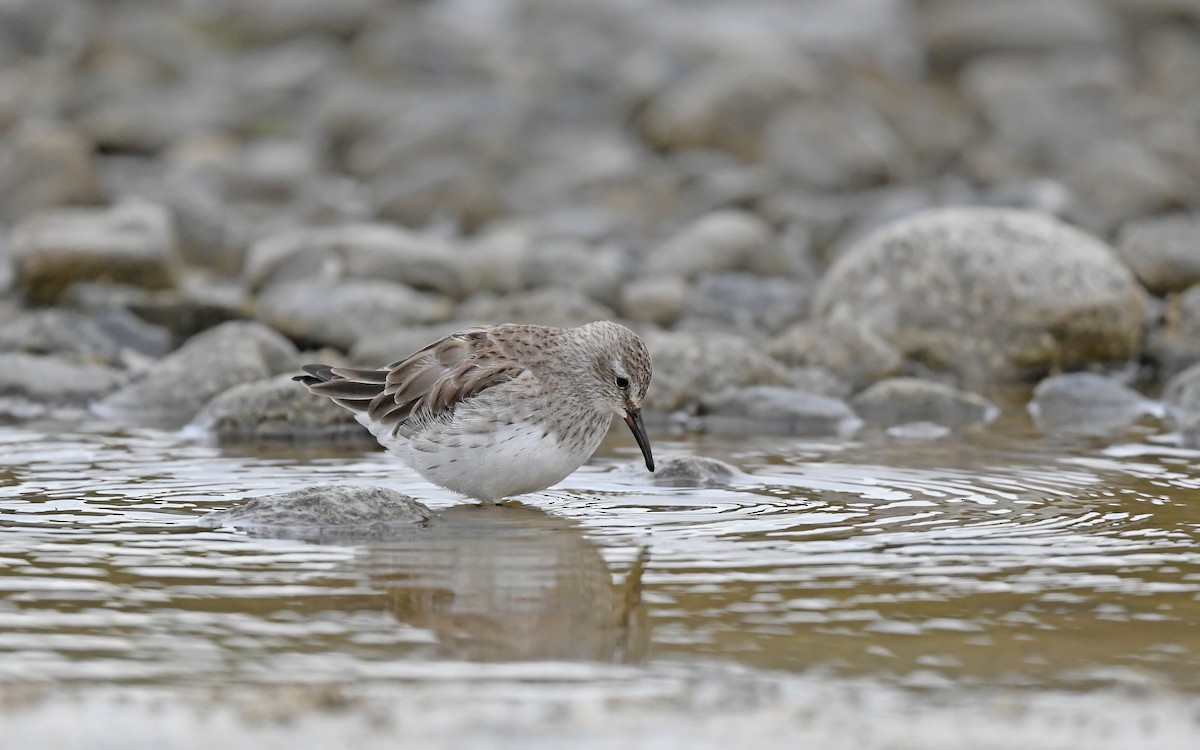 White-rumped Sandpiper - Christoph Moning