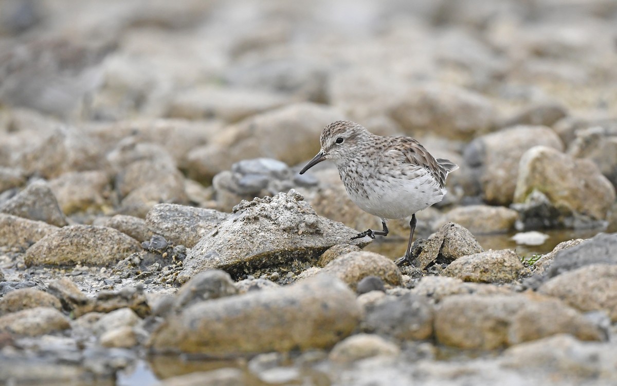 White-rumped Sandpiper - Christoph Moning