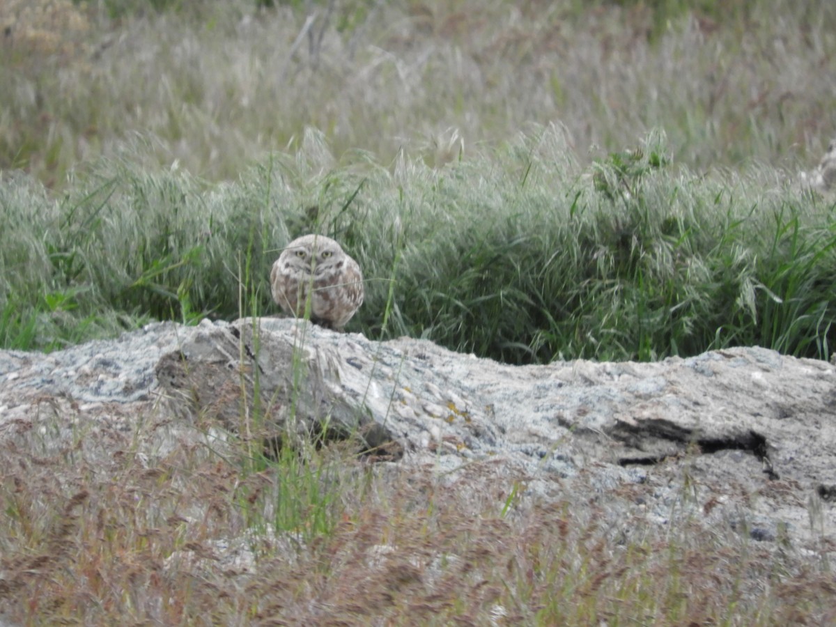 Burrowing Owl - Thomas Bürgi