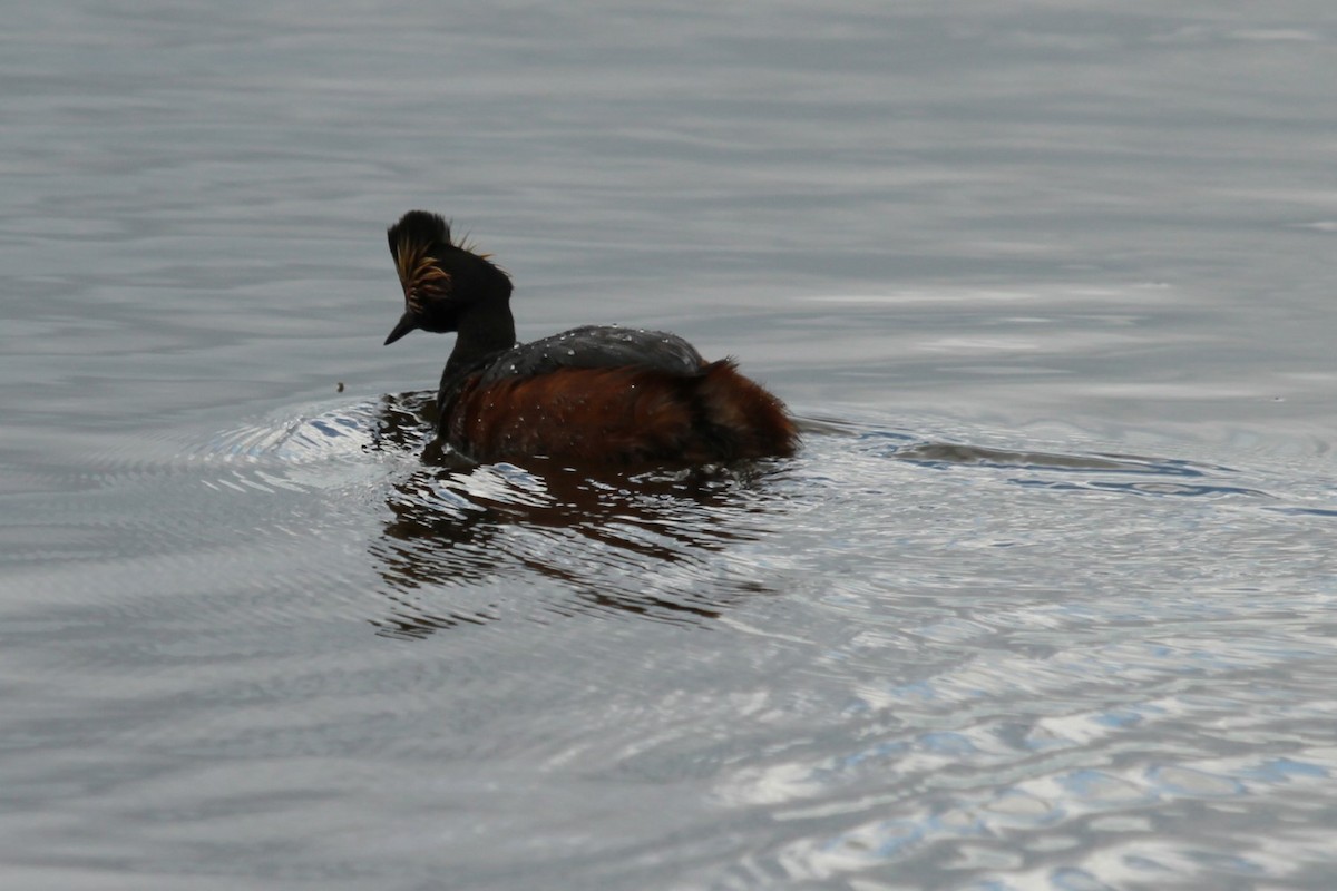 Eared Grebe - Geoffrey Urwin