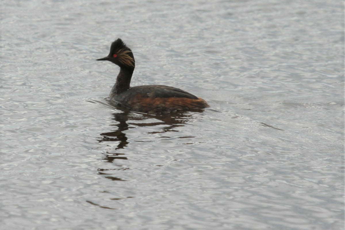 Eared Grebe - Geoffrey Urwin