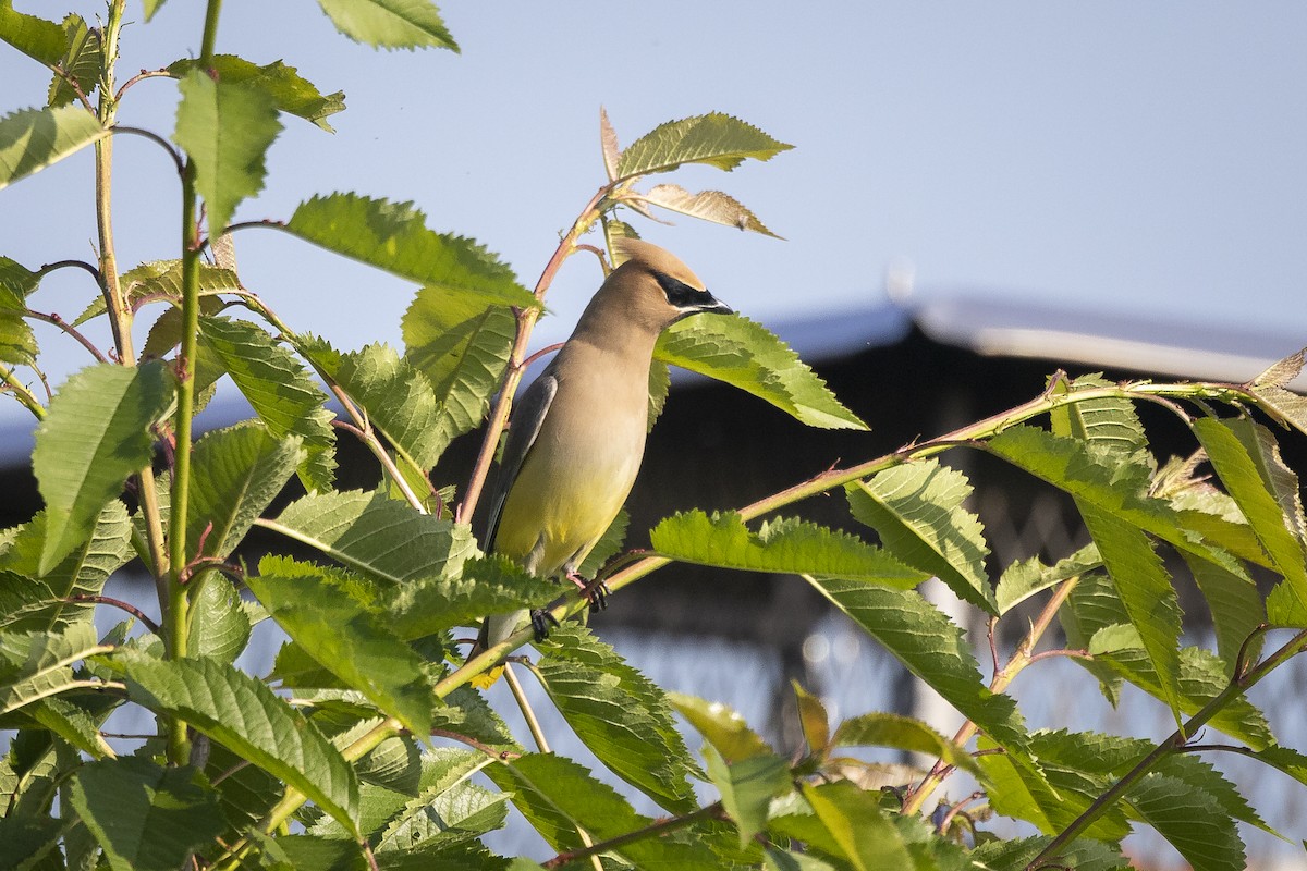 Cedar Waxwing - Joel Bookhammer