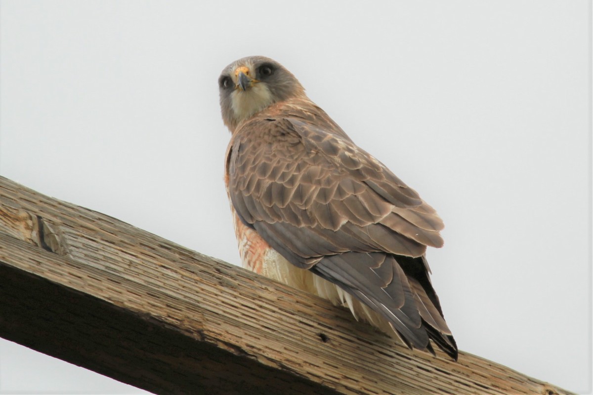 Swainson's Hawk - Geoffrey Urwin