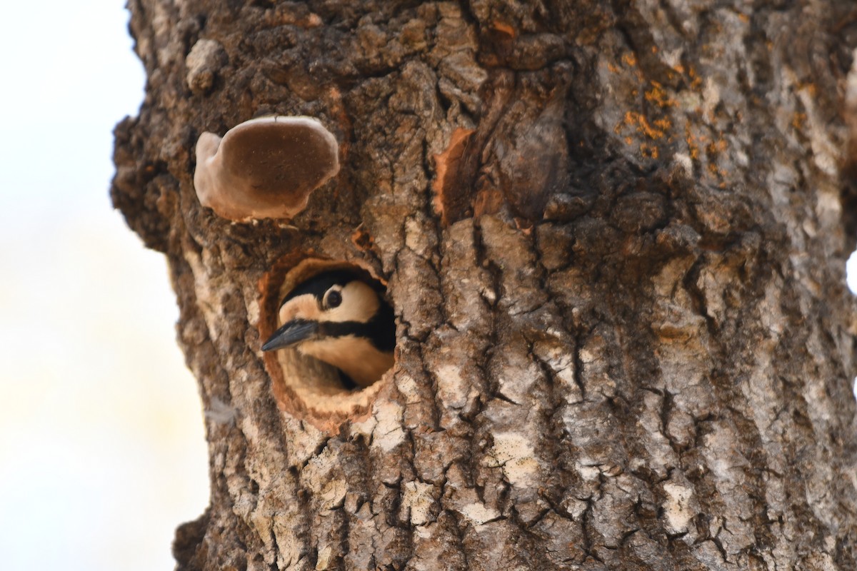 Great Spotted Woodpecker - Sunanda Vinayachandran