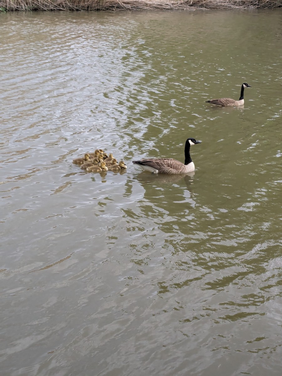 Canada Goose - Raymond Belhumeur