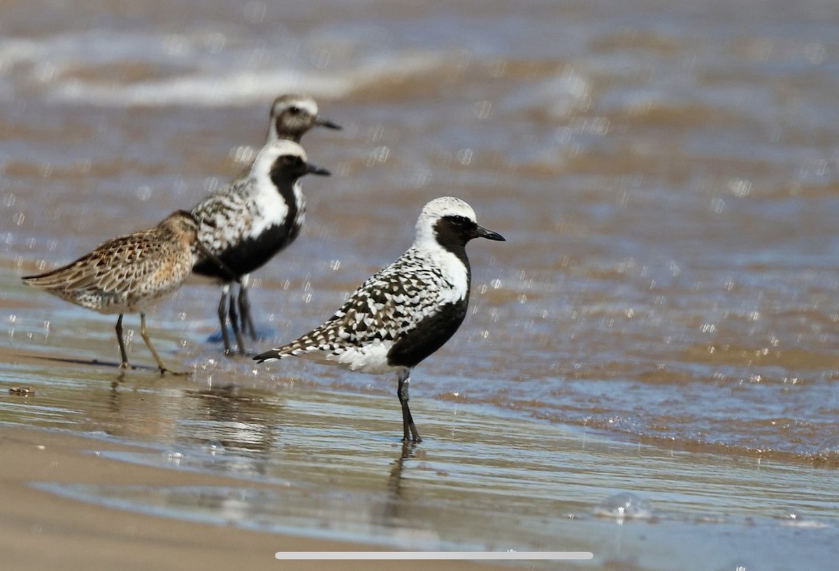 Black-bellied Plover - Eric Leene