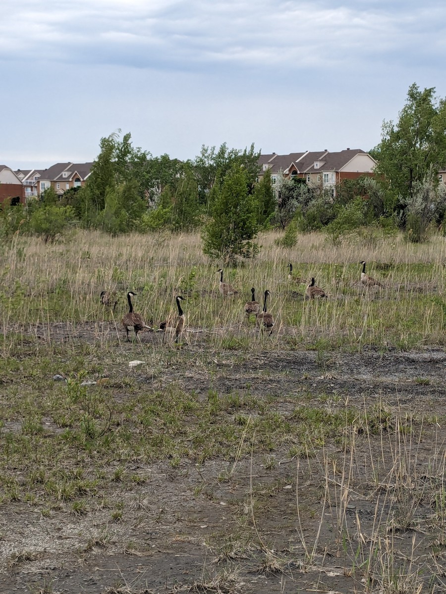 Canada Goose - Raymond Belhumeur