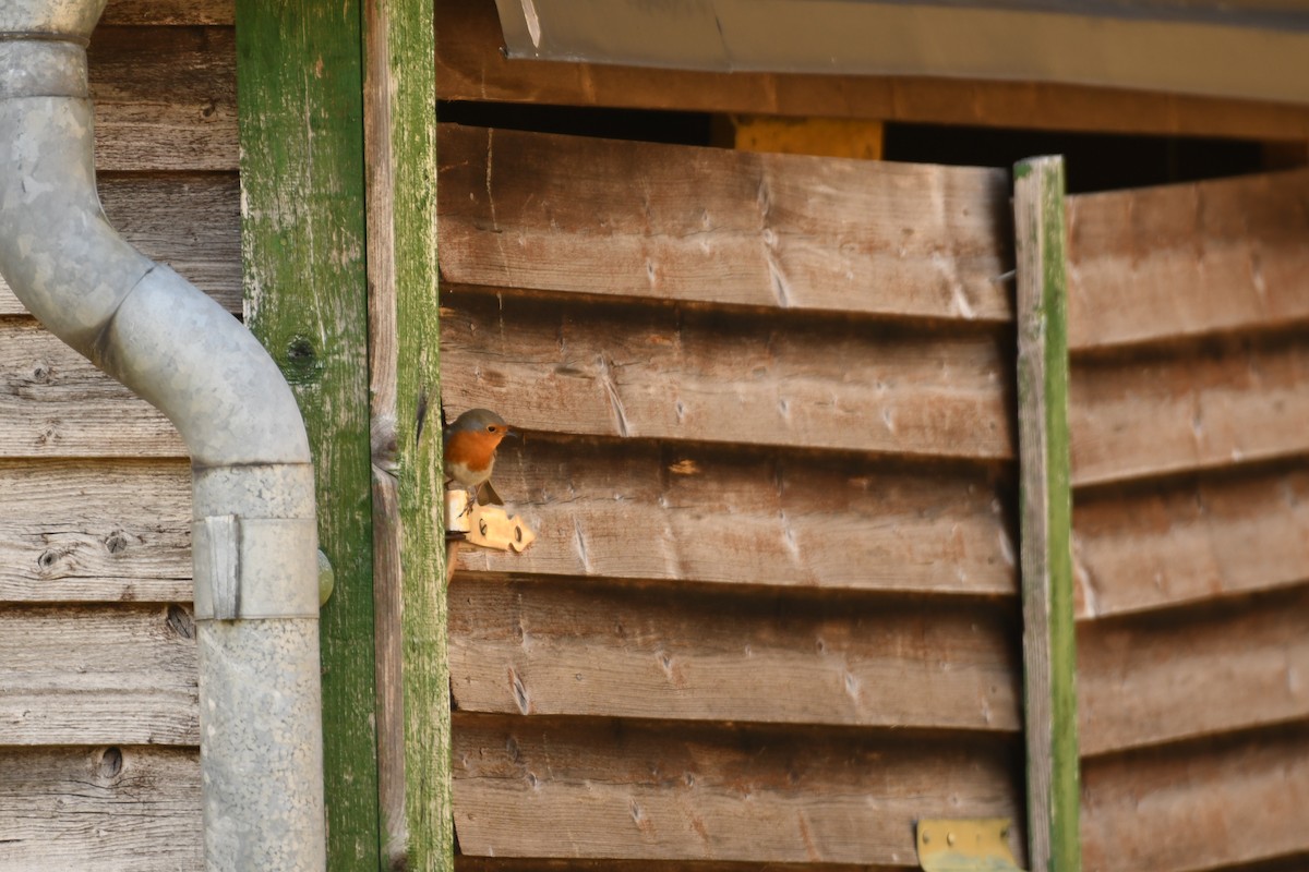 European Robin - Sunanda Vinayachandran