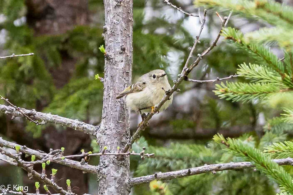 Ruby-crowned Kinglet - Frank King