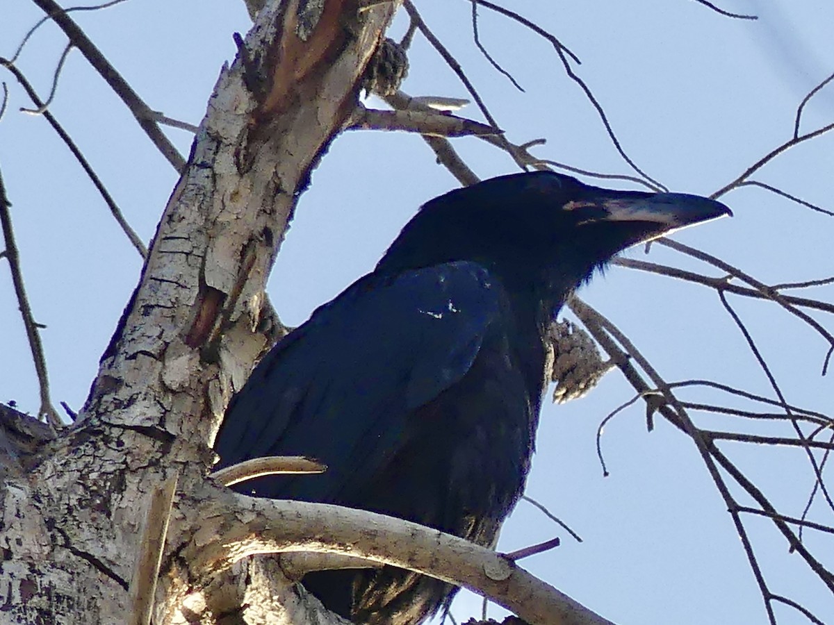 Common Raven - Dennis Wolter