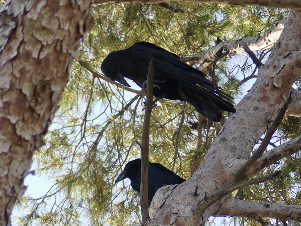 Common Raven - Dennis Wolter