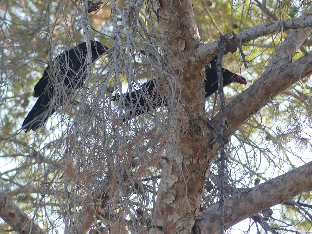 Common Raven - Dennis Wolter