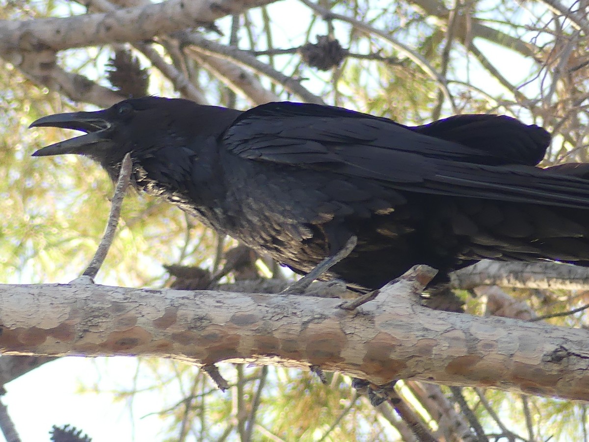 Common Raven - Dennis Wolter