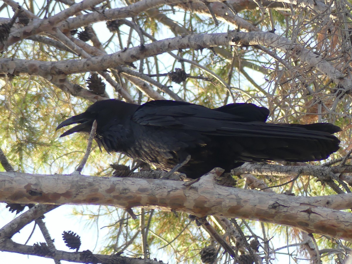 Common Raven - Dennis Wolter